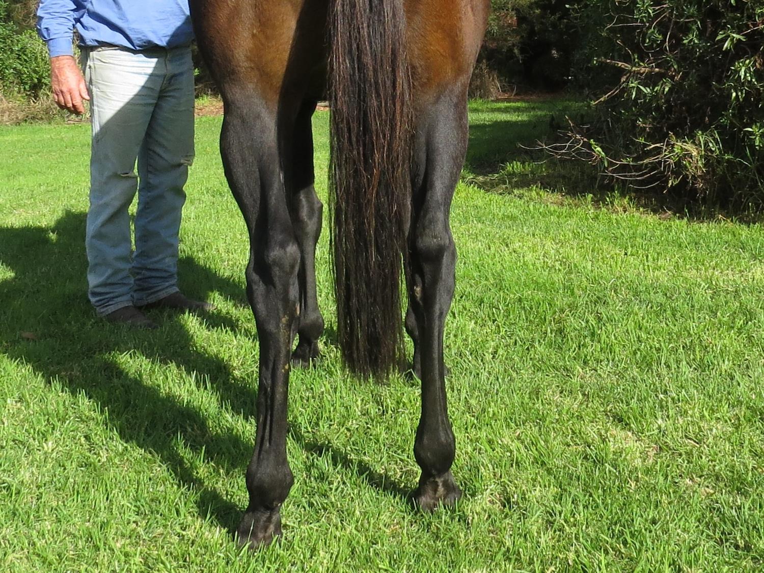 2023 MAY Late Online Sale Inglis Digital Online Auctions 2023-may-late-online-sale-inglis-digital-online-auctions